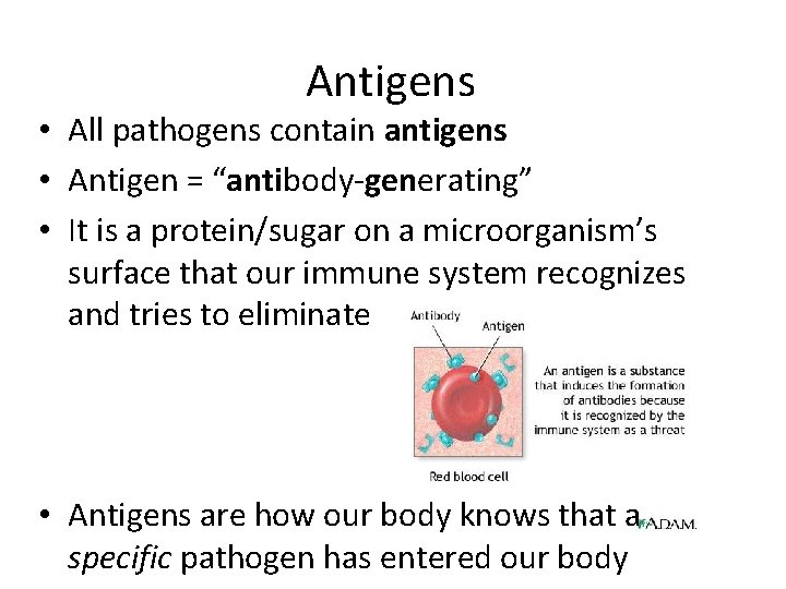 Antigens • All pathogens contain antigens • Antigen = “antibody-generating” • It is a