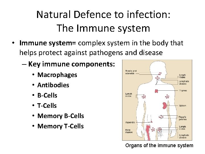 Natural Defence to infection: The Immune system • Immune system= complex system in the
