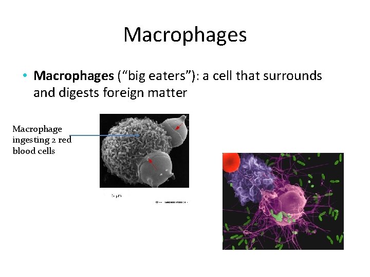 Macrophages • Macrophages (“big eaters”): a cell that surrounds and digests foreign matter Macrophage