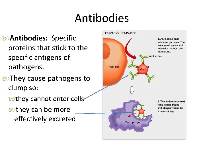 Antibodies: Specific proteins that stick to the specific antigens of pathogens. They cause pathogens