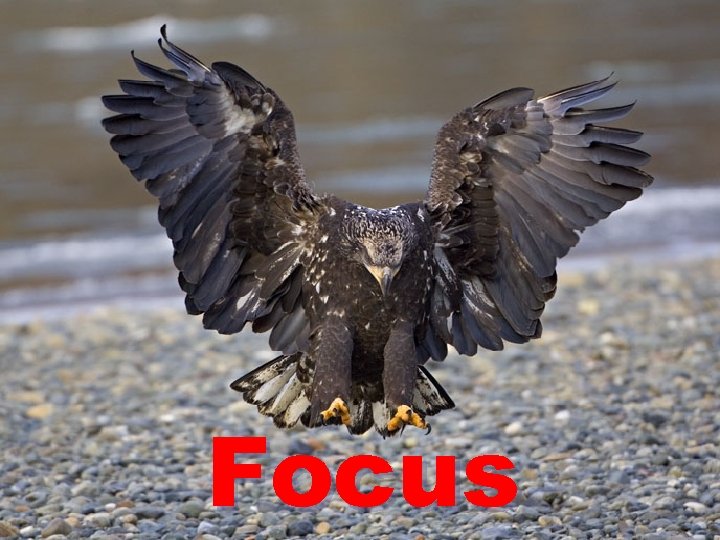 Focus 