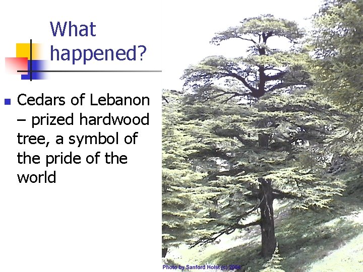 What happened? n Cedars of Lebanon – prized hardwood tree, a symbol of the