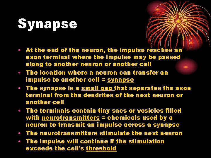 Synapse • At the end of the neuron, the impulse reaches an axon terminal