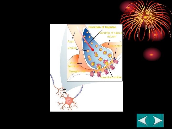 Figure 35 -8 The Synapse Section 35 -2 Direction of Impulse Dendrite of adjacent