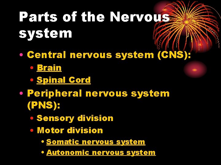 Parts of the Nervous system • Central nervous system (CNS): • Brain • Spinal