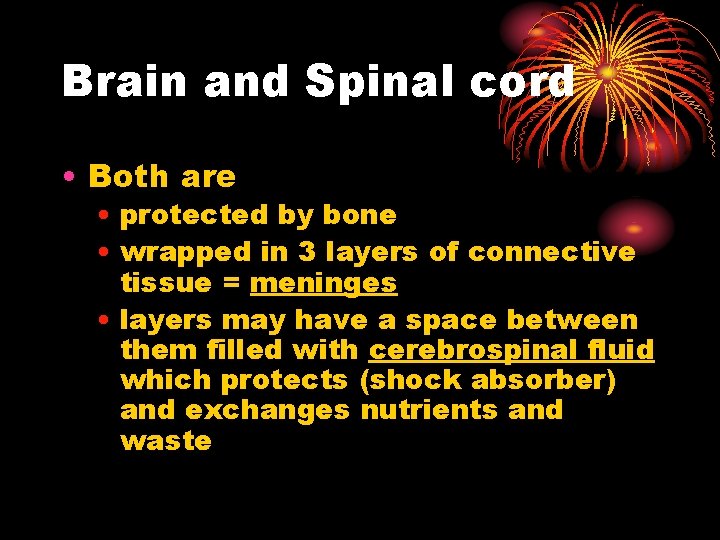 Brain and Spinal cord • Both are • protected by bone • wrapped in