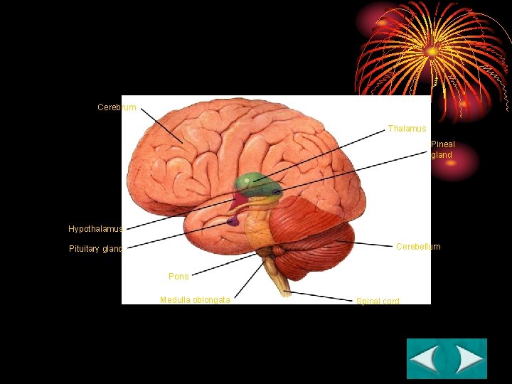 Figure 35 -9 The Brain Section 35 -3 Cerebrum Thalamus Pineal gland Hypothalamus Cerebellum