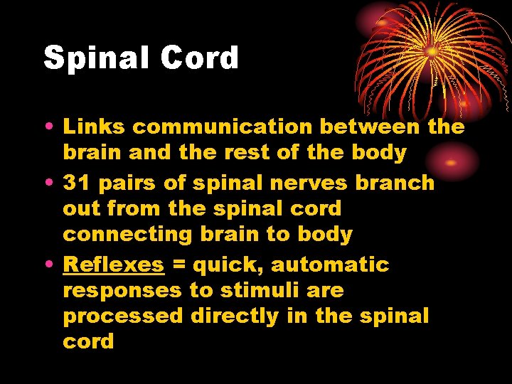 Spinal Cord • Links communication between the brain and the rest of the body