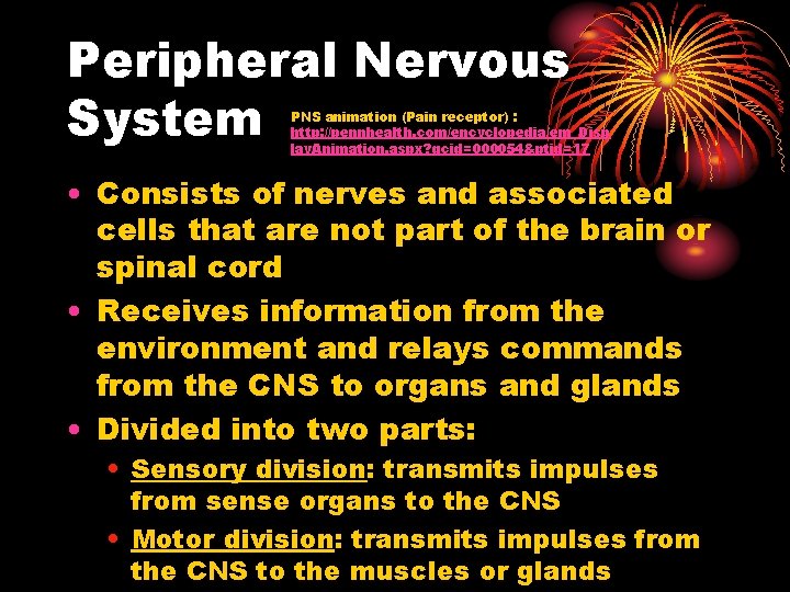 Peripheral Nervous System PNS animation (Pain receptor) : http: //pennhealth. com/encyclopedia/em_Disp lay. Animation. aspx?