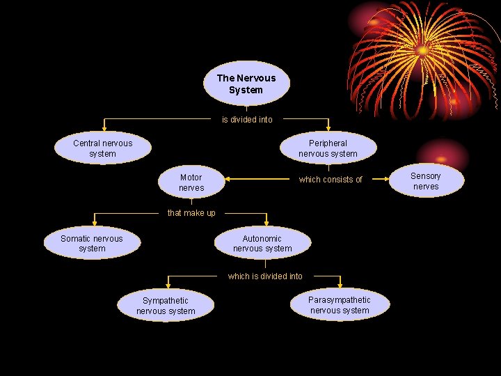 Concept Map Section 35 -3 The Nervous System is divided into Central nervous system