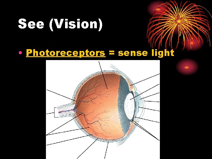 See (Vision) • Photoreceptors = sense light 