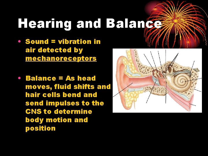 Hearing and Balance • Sound = vibration in air detected by mechanoreceptors • Balance