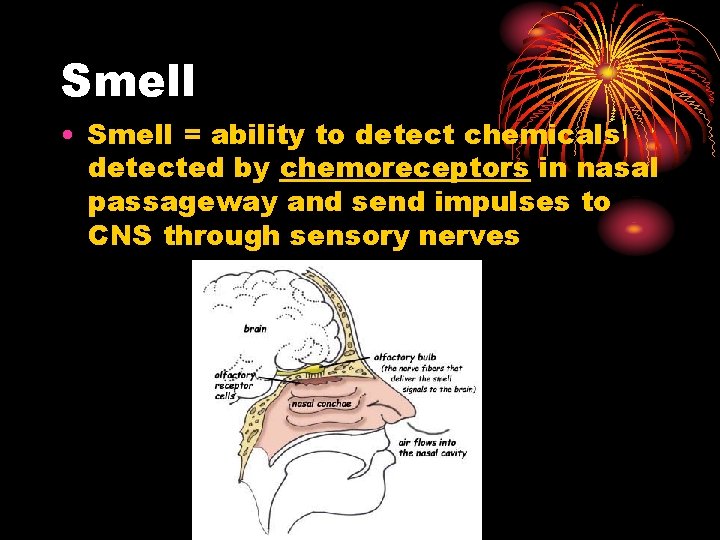 Smell • Smell = ability to detect chemicals detected by chemoreceptors in nasal passageway