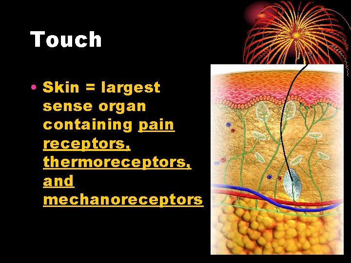 Touch • Skin = largest sense organ containing pain receptors, thermoreceptors, and mechanoreceptors 