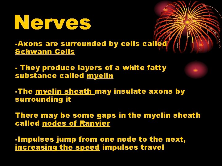 Nerves -Axons are surrounded by cells called Schwann Cells - They produce layers of