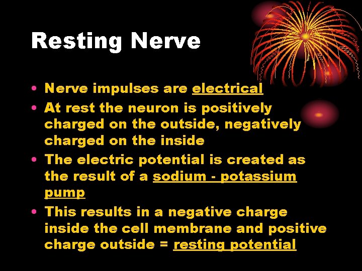 Resting Nerve • Nerve impulses are electrical • At rest the neuron is positively