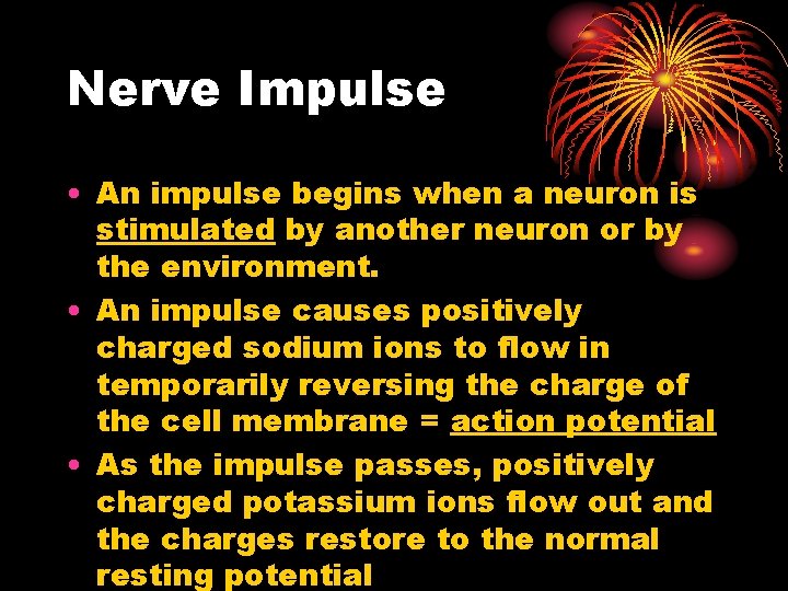 Nerve Impulse • An impulse begins when a neuron is stimulated by another neuron