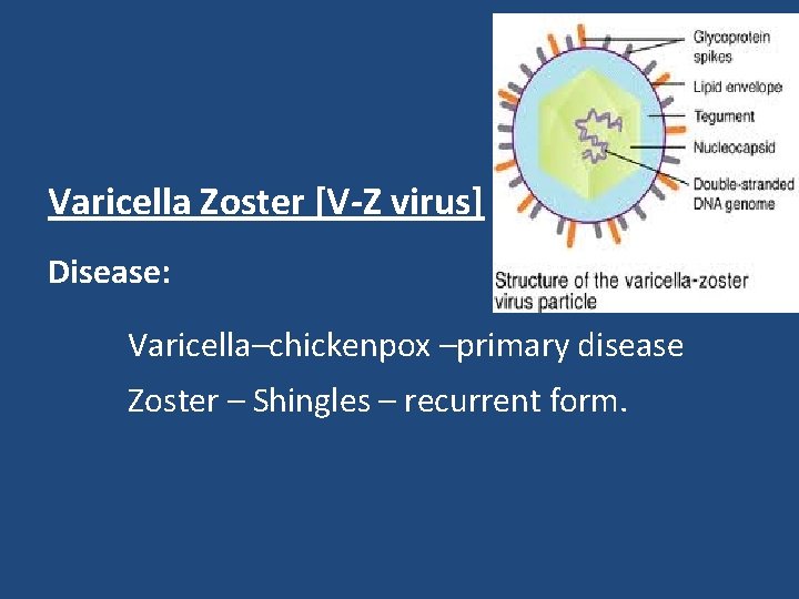 Varicella Zoster [V-Z virus] Disease: Varicella–chickenpox –primary disease Zoster – Shingles – recurrent form.
