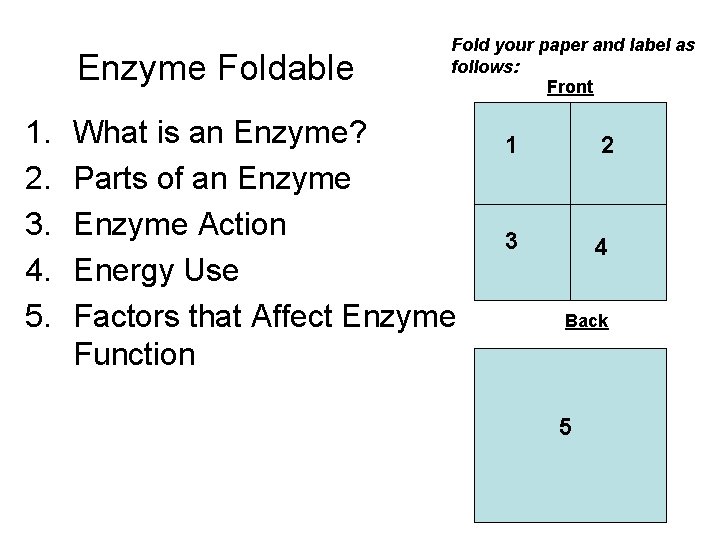 Enzyme Foldable 1. 2. 3. 4. 5. Fold your paper and label as follows: