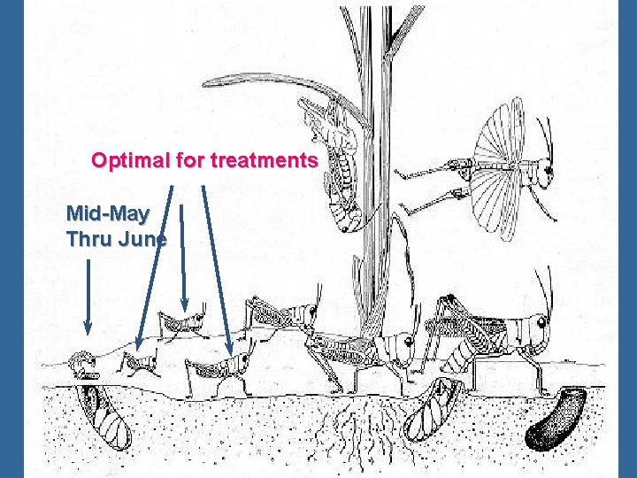 Optimal for treatments Mid-May Thru June 