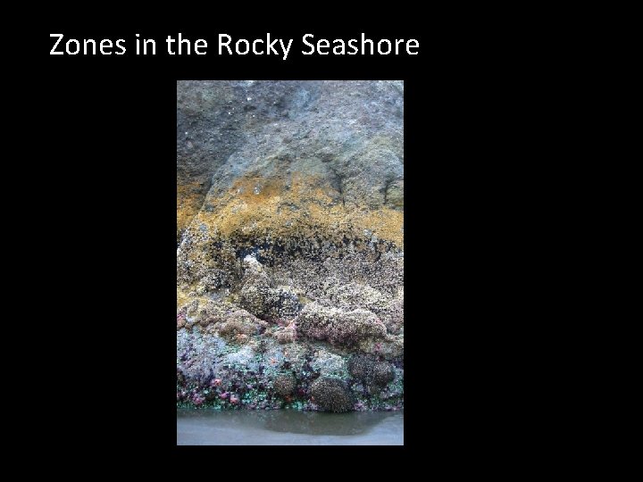 Zones in the Rocky Seashore 