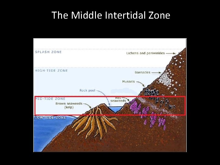 The Middle Intertidal Zone 