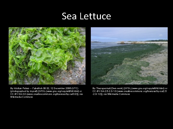Sea Lettuce By Kristian Peters -- Fabelfroh 08: 32, 12 December 2006 (UTC) (photographed