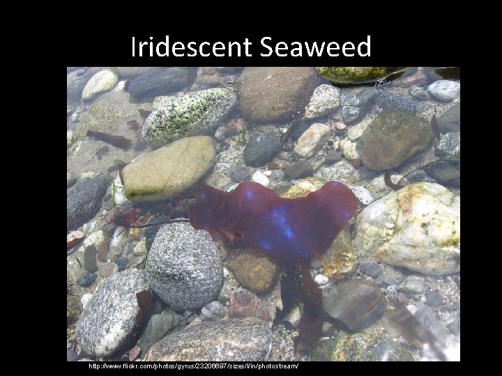 Iridescent Seaweed http: //www. flickr. com/photos/gyrus/23206697/sizes/l/in/photostream/ 