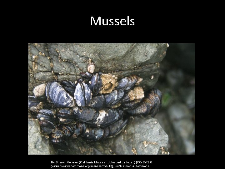 Mussels By Sharon Mollerus (California Mussels Uploaded by Jo. Jan) [CC-BY-2. 0 (www. creativecommons.
