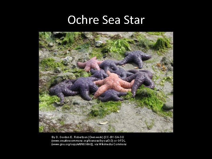 Ochre Sea Star By D. Gordon E. Robertson (Own work) [CC-BY-SA-3. 0 (www. creativecommons.