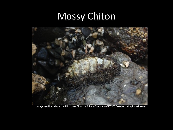 Mossy Chiton Image credit: fiveforfun on http: //www. flickr. com/photos/fiveforefun/507106744/sizes/o/in/photostream/ 