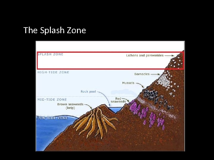 Zones in the Rocky Seashore The Splash Zone