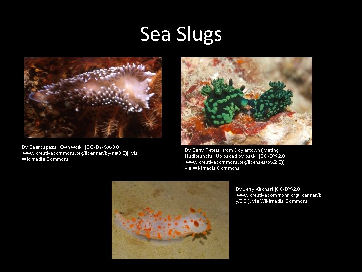 Sea Slugs By Seascapeza (Own work) [CC-BY-SA-3. 0 (www. creativecommons. org/licenses/by-sa/3. 0)], via Wikimedia