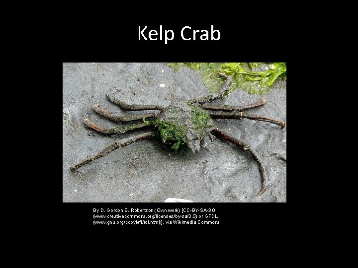 Kelp Crab By D. Gordon E. Robertson (Own work) [CC-BY-SA-3. 0 (www. creativecommons. org/licenses/by-sa/3.