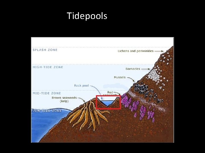 Tidepools 