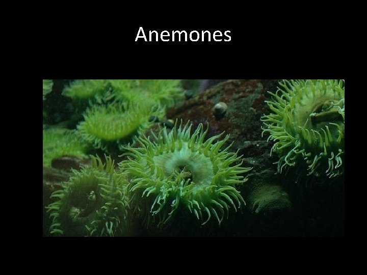 Anemones 