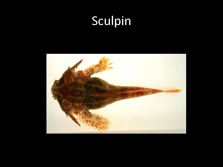 Sculpin 