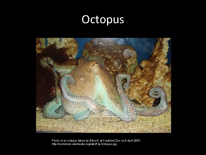 Octopus Photo of an octopus taken by Elinor. D at Frankfurt Zoo on 9