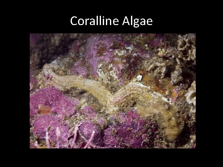 Coralline Algae 