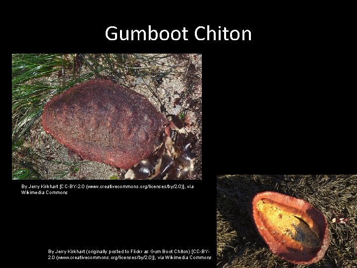 Gumboot Chiton By Jerry Kirkhart [CC-BY-2. 0 (www. creativecommons. org/licenses/by/2. 0)], via Wikimedia Commons
