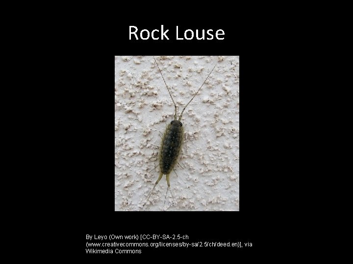 Rock Louse By Leyo (Own work) [CC-BY-SA-2. 5 -ch (www. creativecommons. org/licenses/by-sa/2. 5/ch/deed. en)],