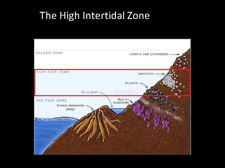 The High Intertidal Zone 