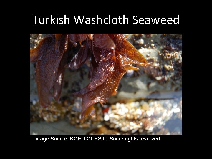 Turkish Washcloth Seaweed mage Source: KQED QUEST - Some rights reserved. 