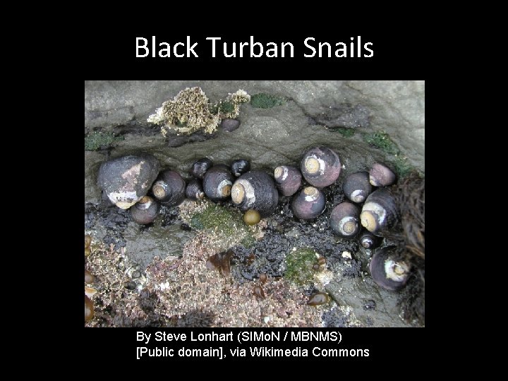 Black Turban Snails By Steve Lonhart (SIMo. N / MBNMS) [Public domain], via Wikimedia