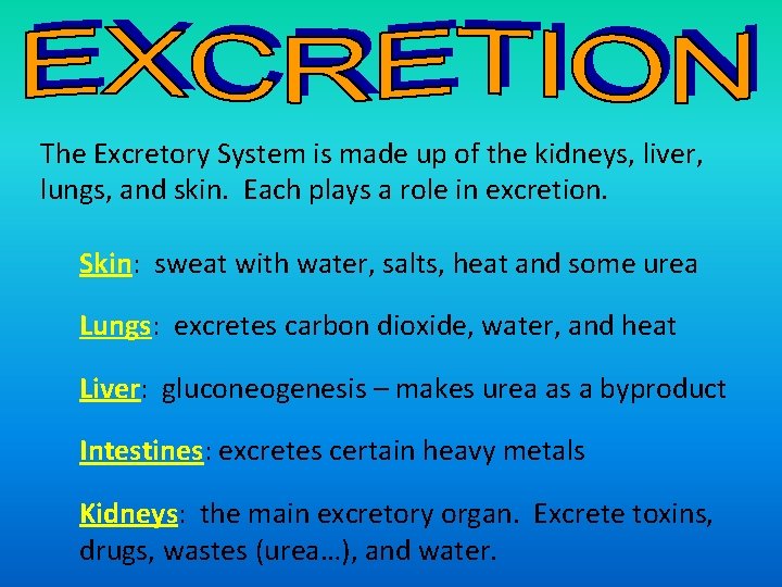 The Excretory System is made up of the kidneys, liver, lungs, and skin. Each