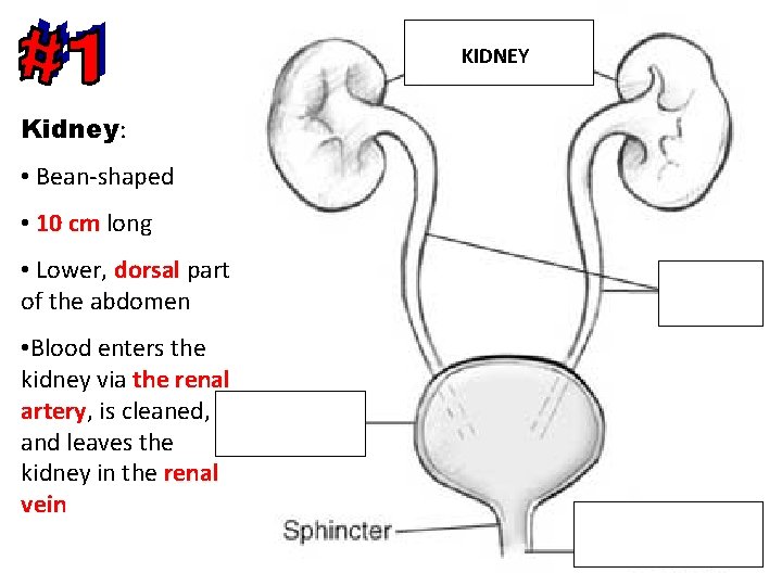 KIDNEY Kidney: • Bean-shaped • 10 cm long • Lower, dorsal part dorsal of