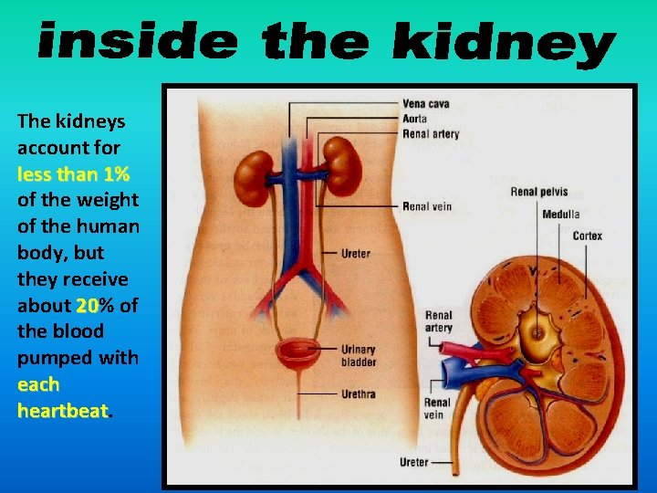 The kidneys account for less than 1% of the weight of the human body,
