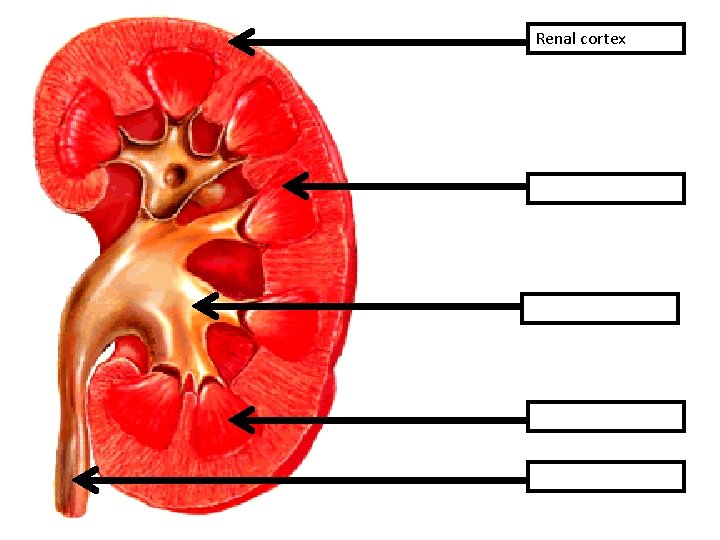 Renal cortex 