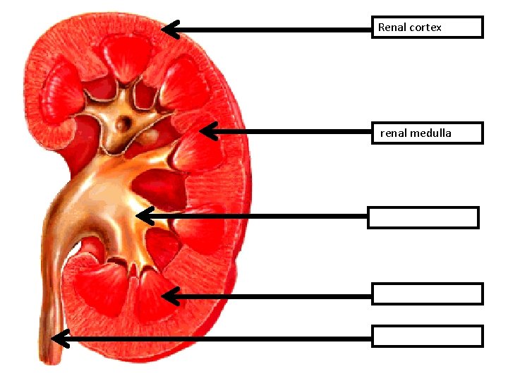 Renal cortex renal medulla 