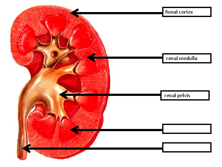 Renal cortex renal medulla renal pelvis 